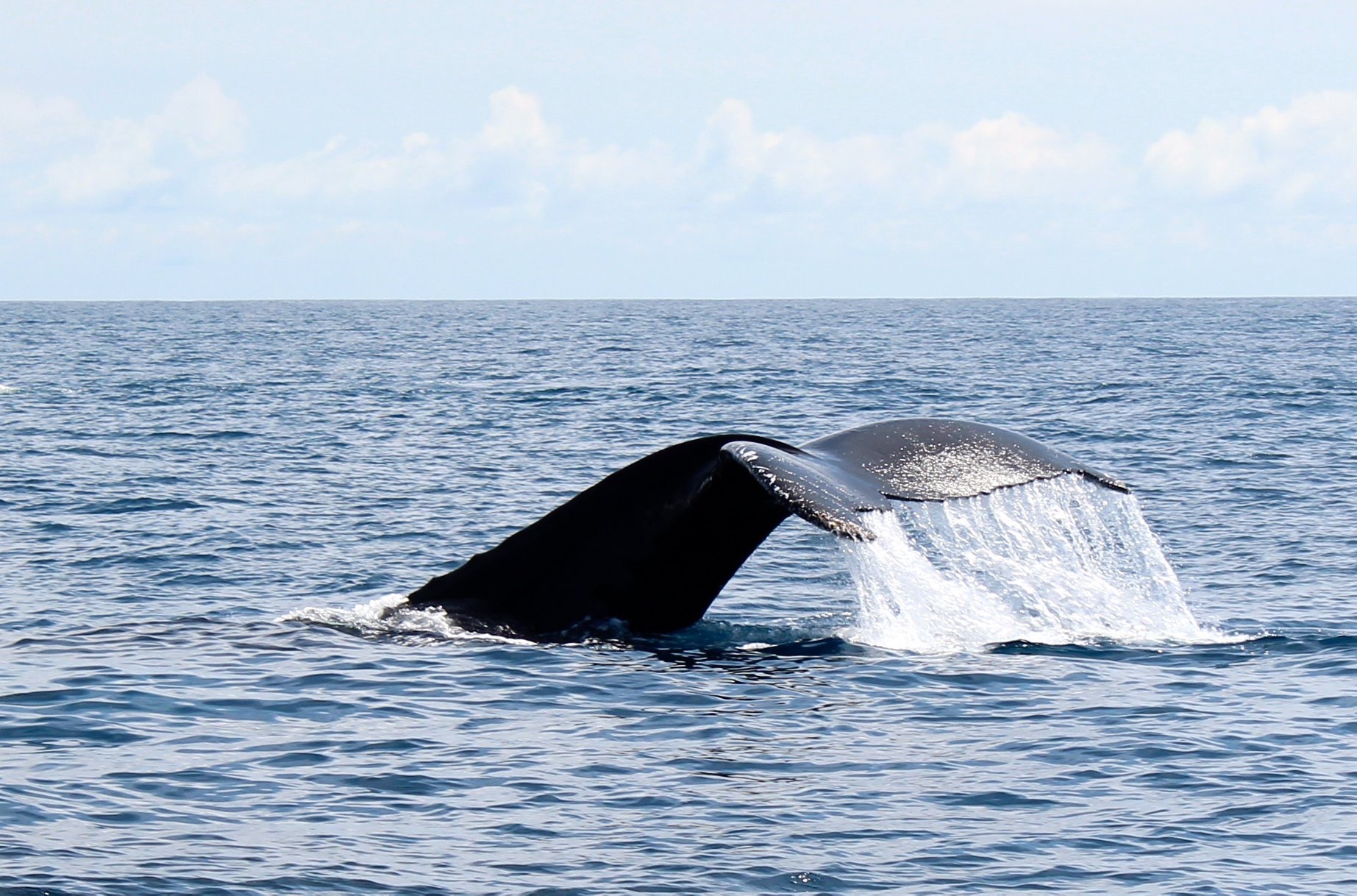 2021 Whale Watching Tours | KS Watersports